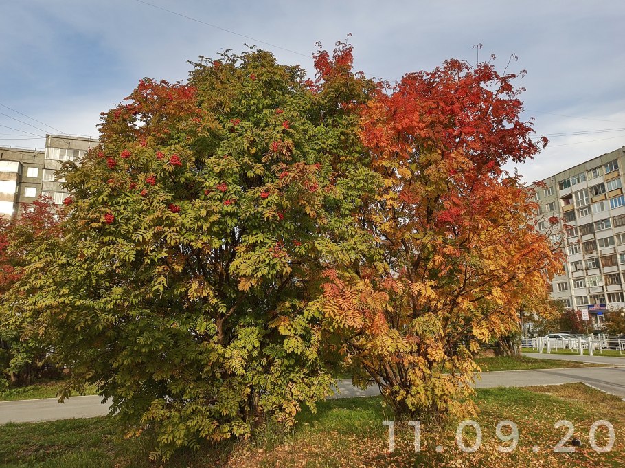 Рябина обыкновенная (Sorbus aucuparia l.)