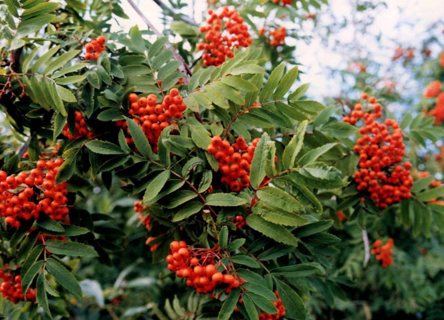Рябина смешанная "Dodong" (Sorbus commixta "Dodong")