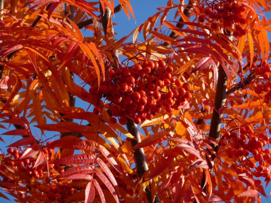 Рябина обыкновенная Додонг