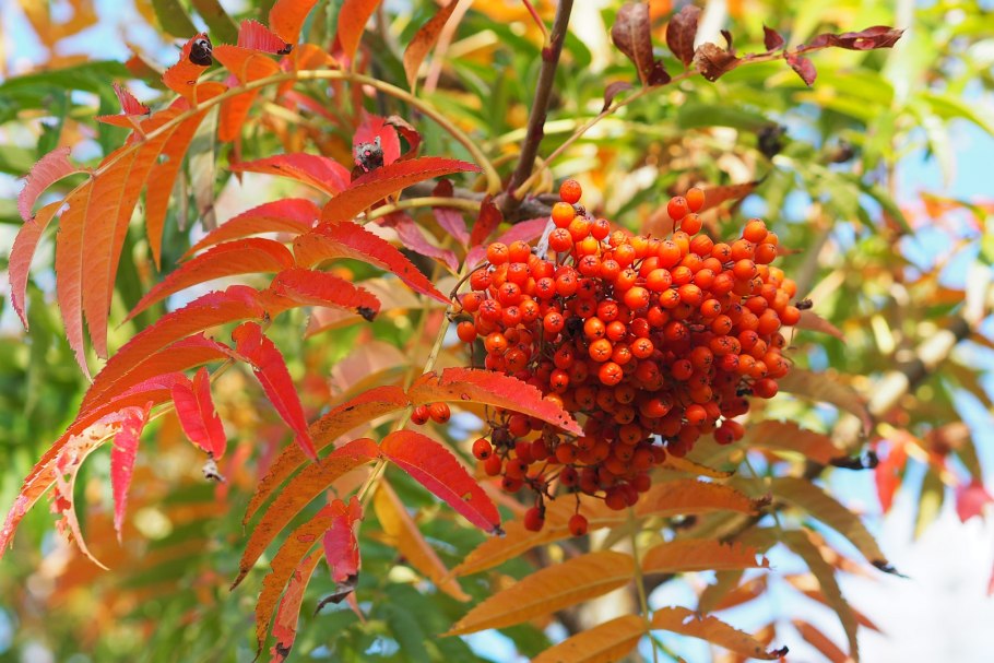 Sorbus commixta Dodong