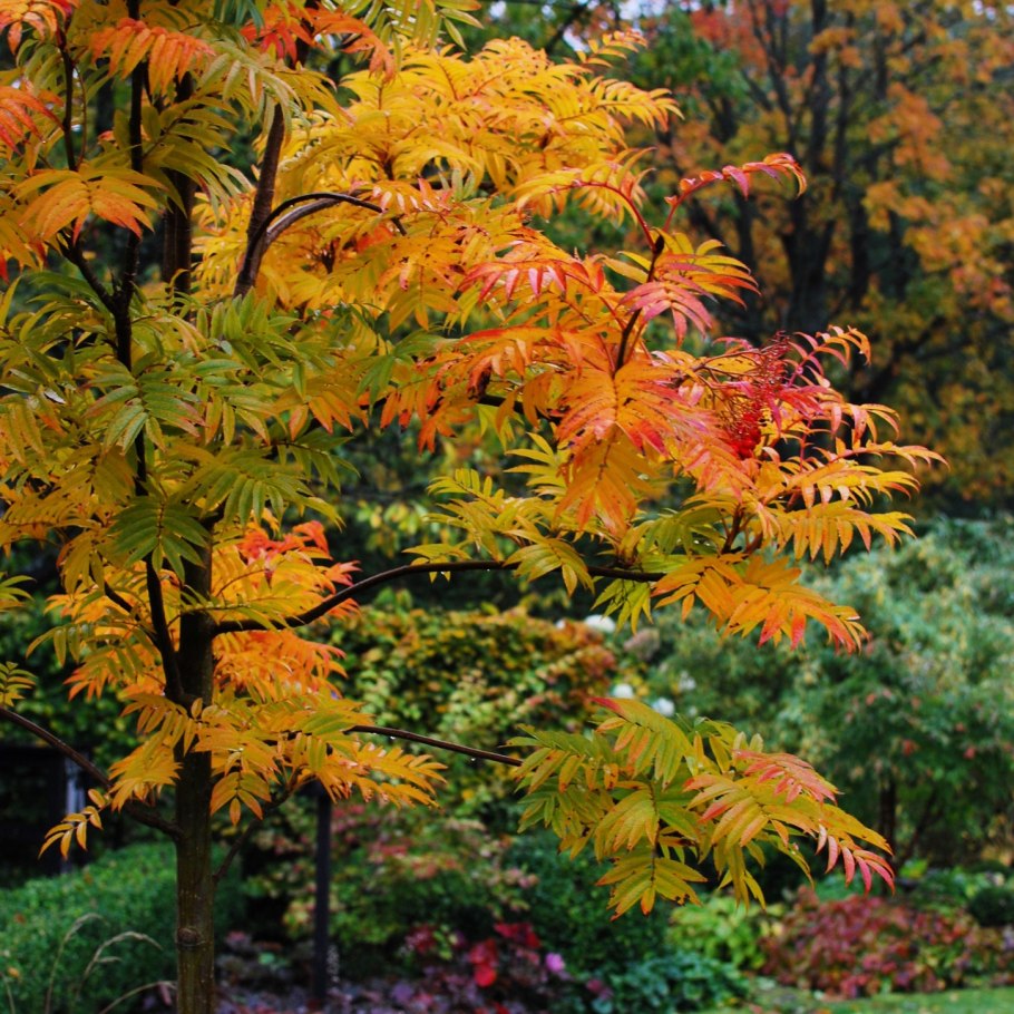 Рябина красноплодная