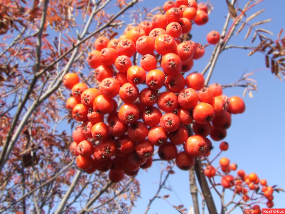 Рябина обыкновенная невежинская