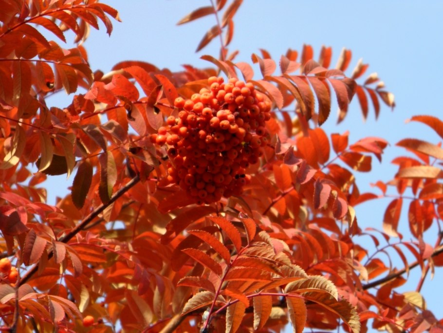 Рябина Арнольда "Golden Wonder" (Голден Вондер)