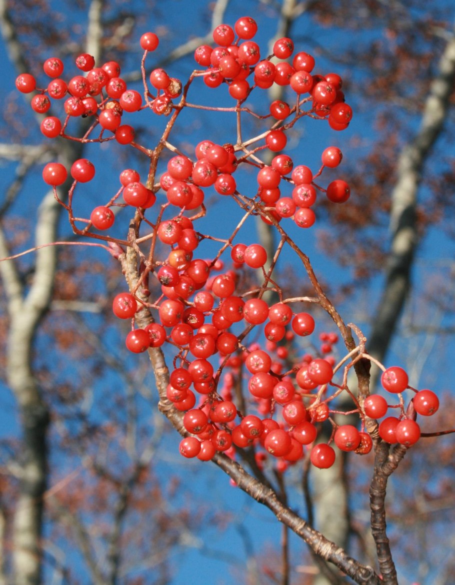 Рябина обыкновенная Додонг