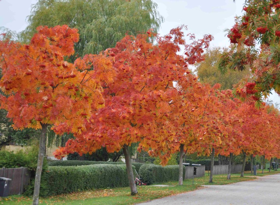 Рябина смешанная Dodong