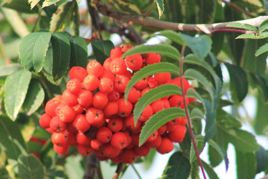 Рябина обыкновенная 'Dodong'