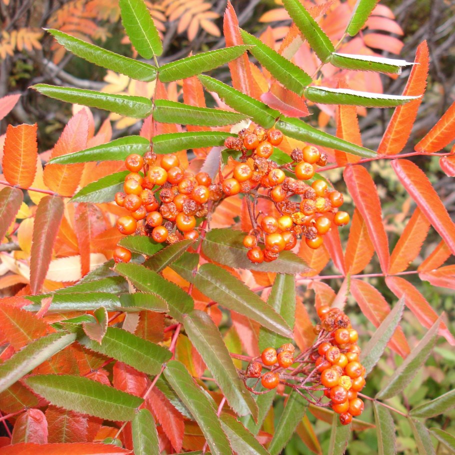 Рябина Додонг