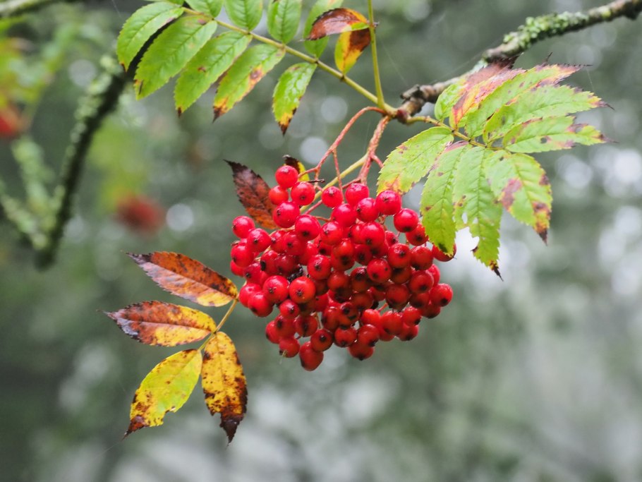 Рябина "Додонг" Sorbus 'Dodong
