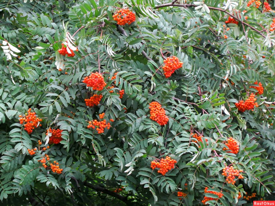 Рябина Додонг