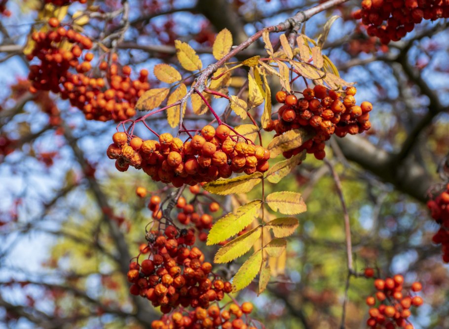 Рябина Сибирская Translate