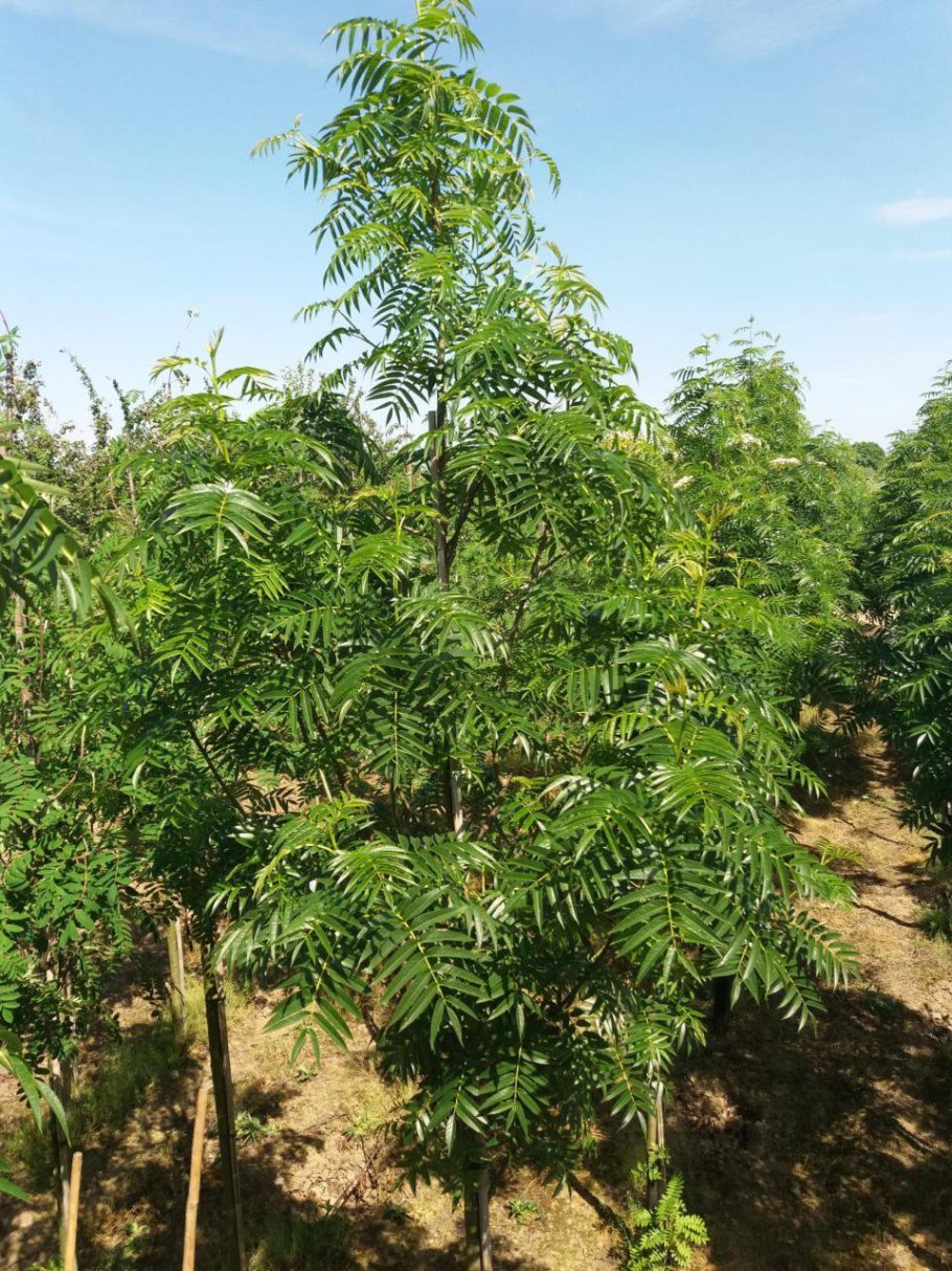 Рябина буроватая