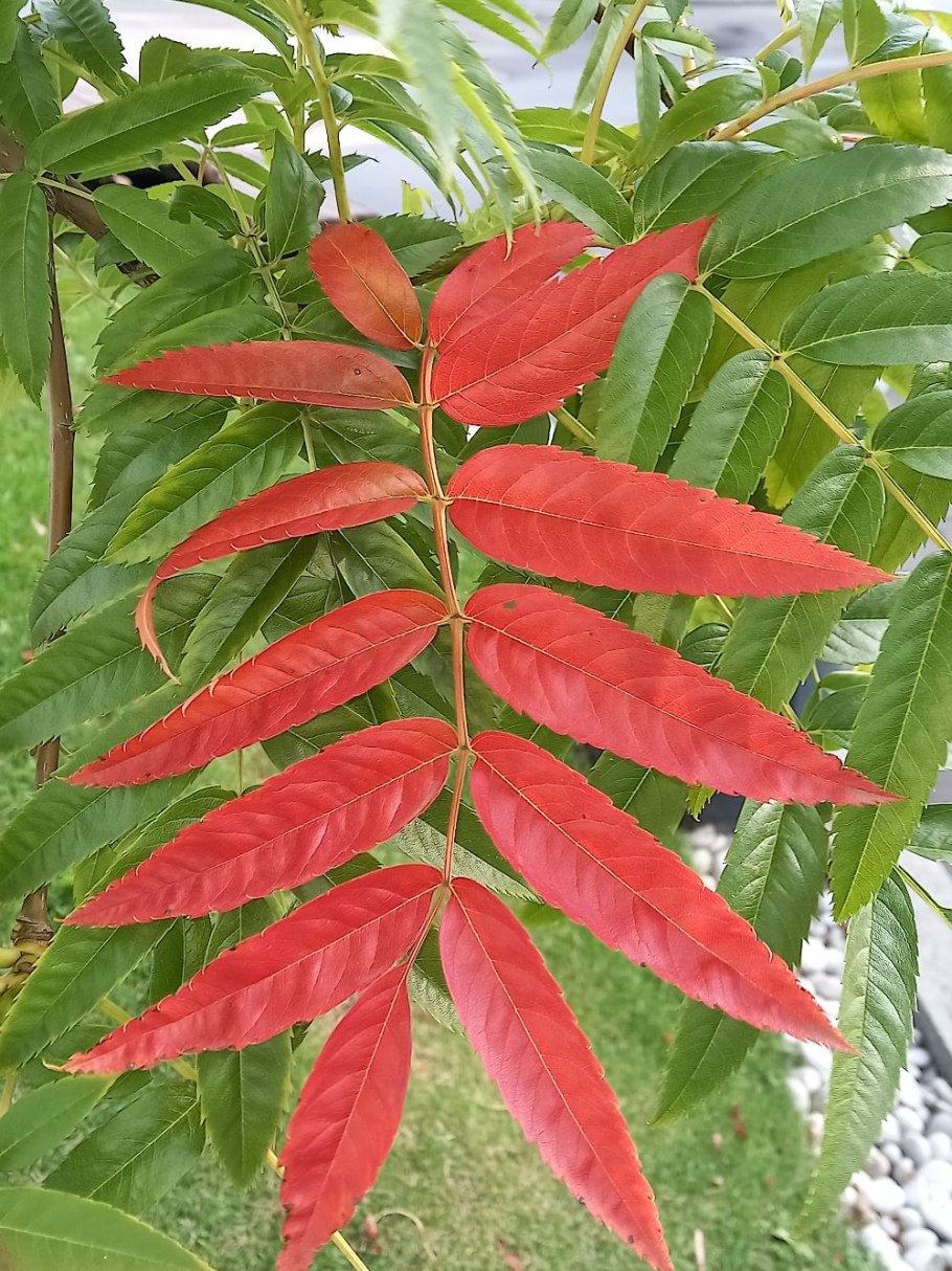 Рябина смешанная Sorbus commixta