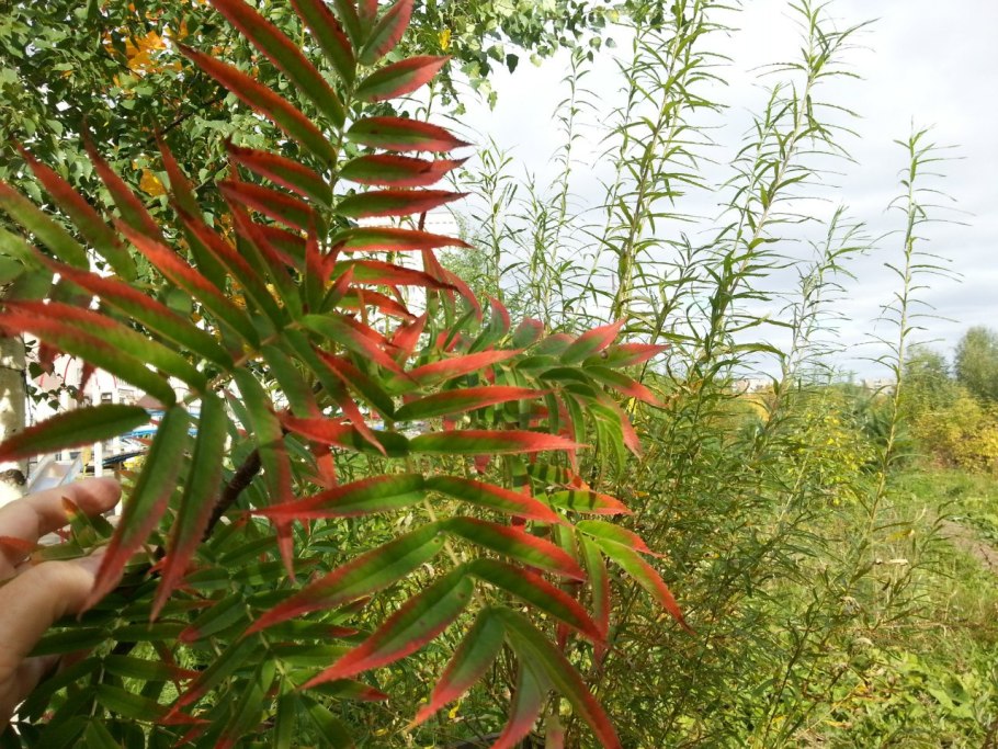 Рябина красноплодная