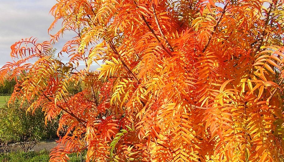 Рябина Додонг