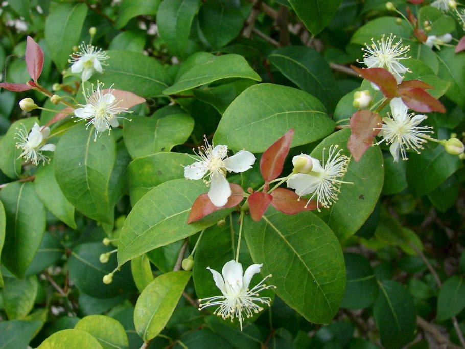 Pteridophyllum racemosum Птеридофиллум кистевидный