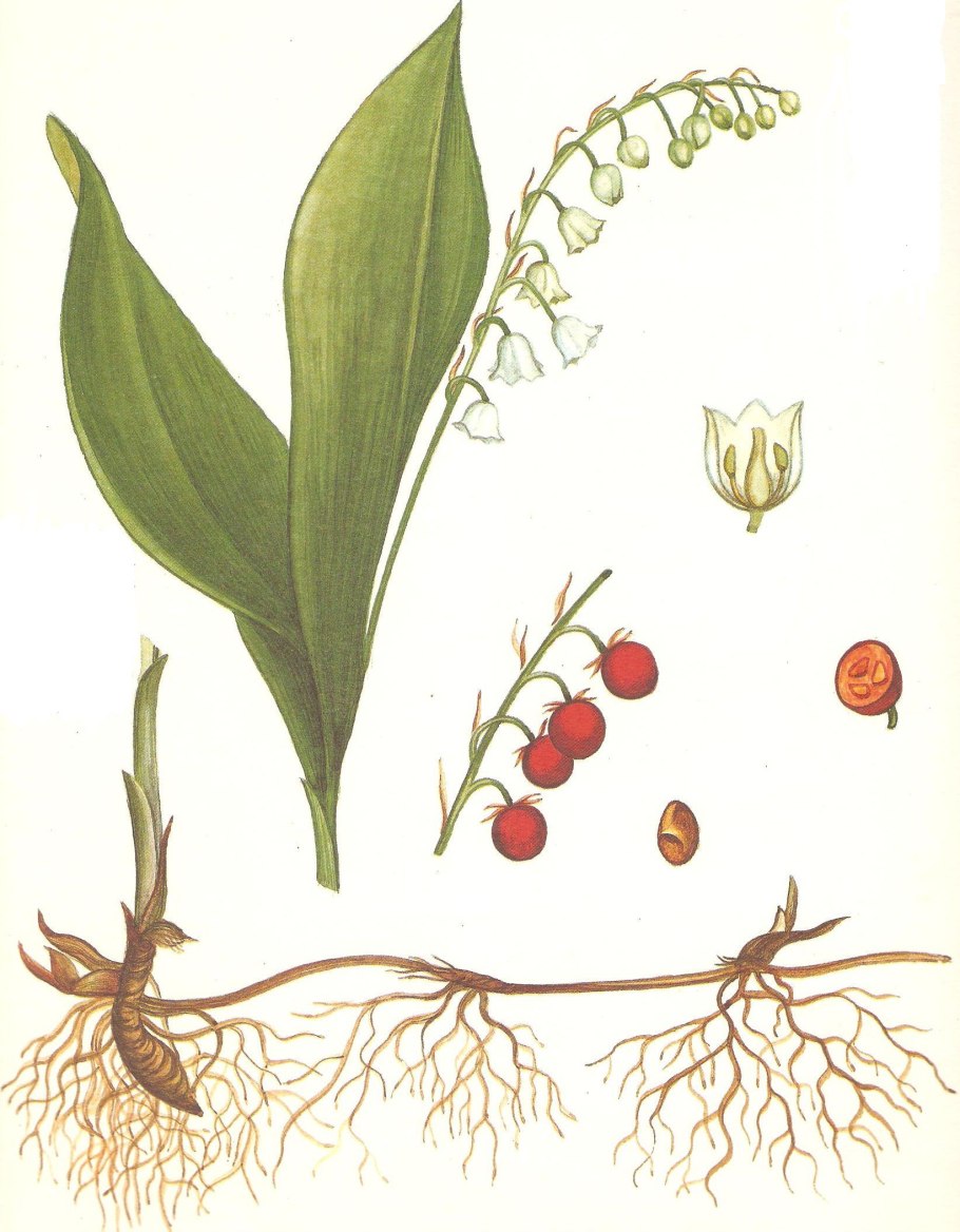 Vaccinium ovalifolium