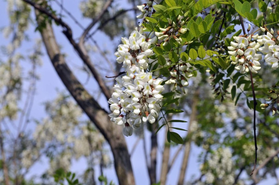 Акация ночью