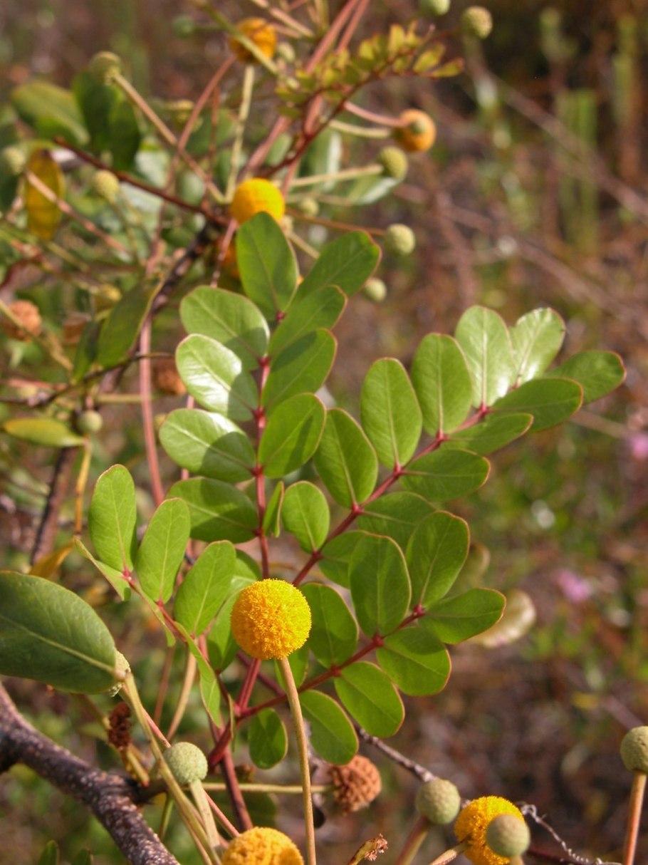 Робиния Лжеакация плод