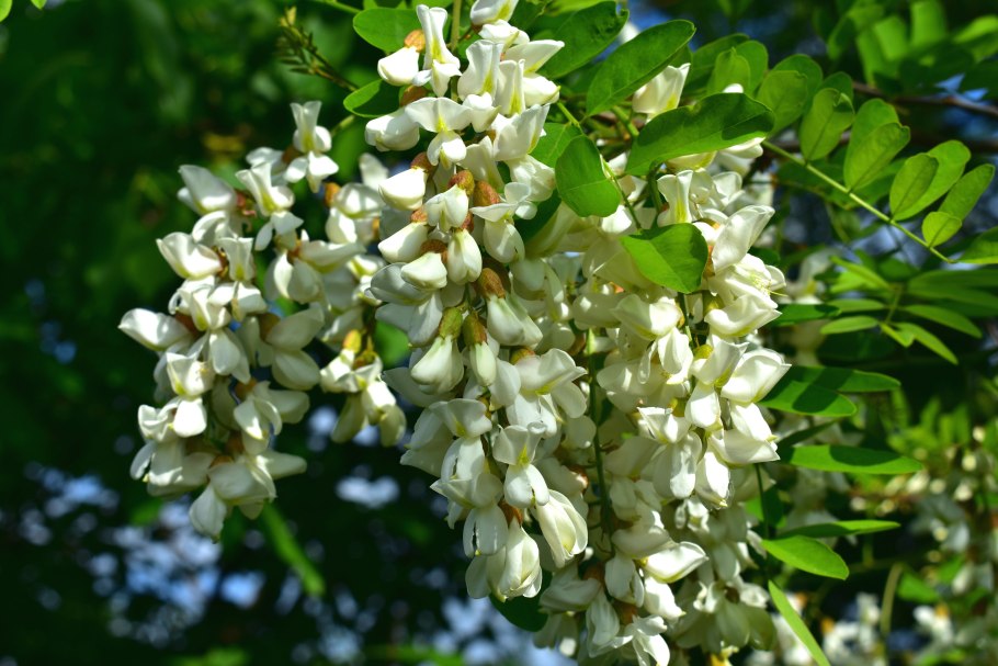 Робиния Лжеакация