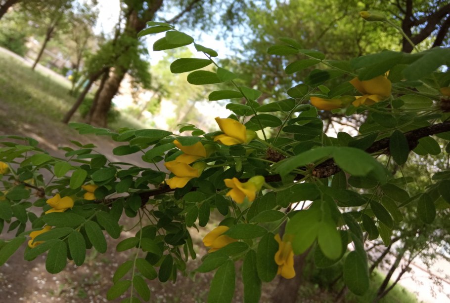 Acacia sibirica