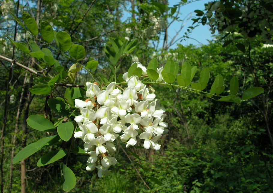 Акация ночью