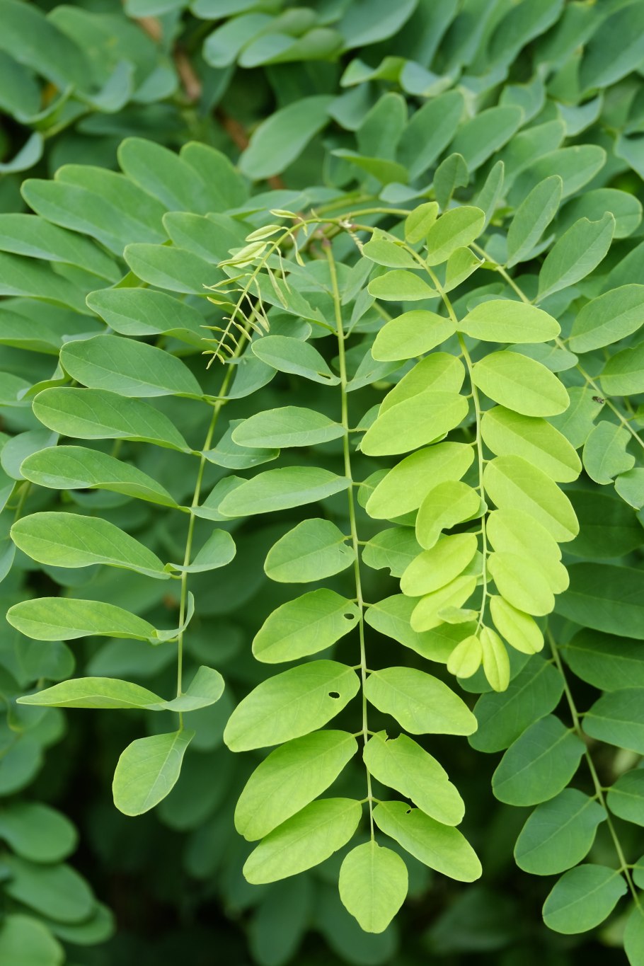 Акация grape Myrtle