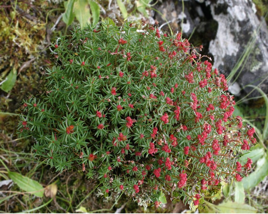 Родиола четырёхчленная красная