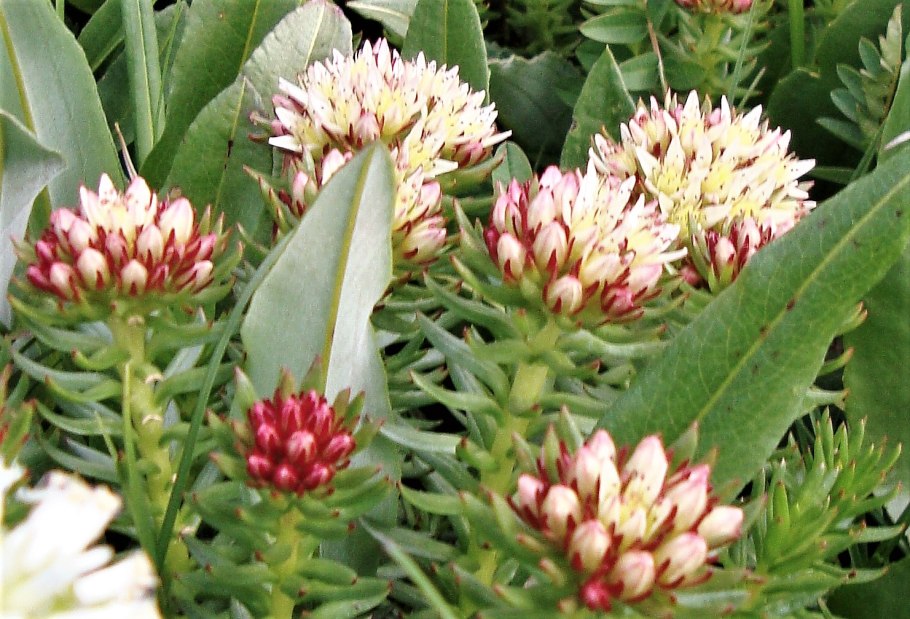 Красная щетка корневище