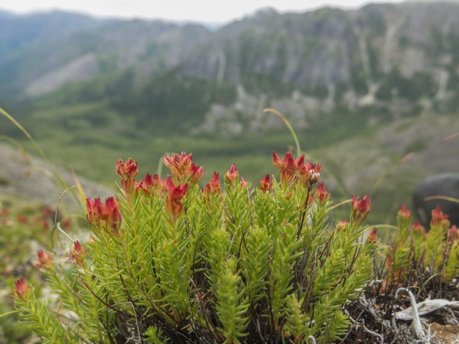 Родиола розовая Rhodiola rosea