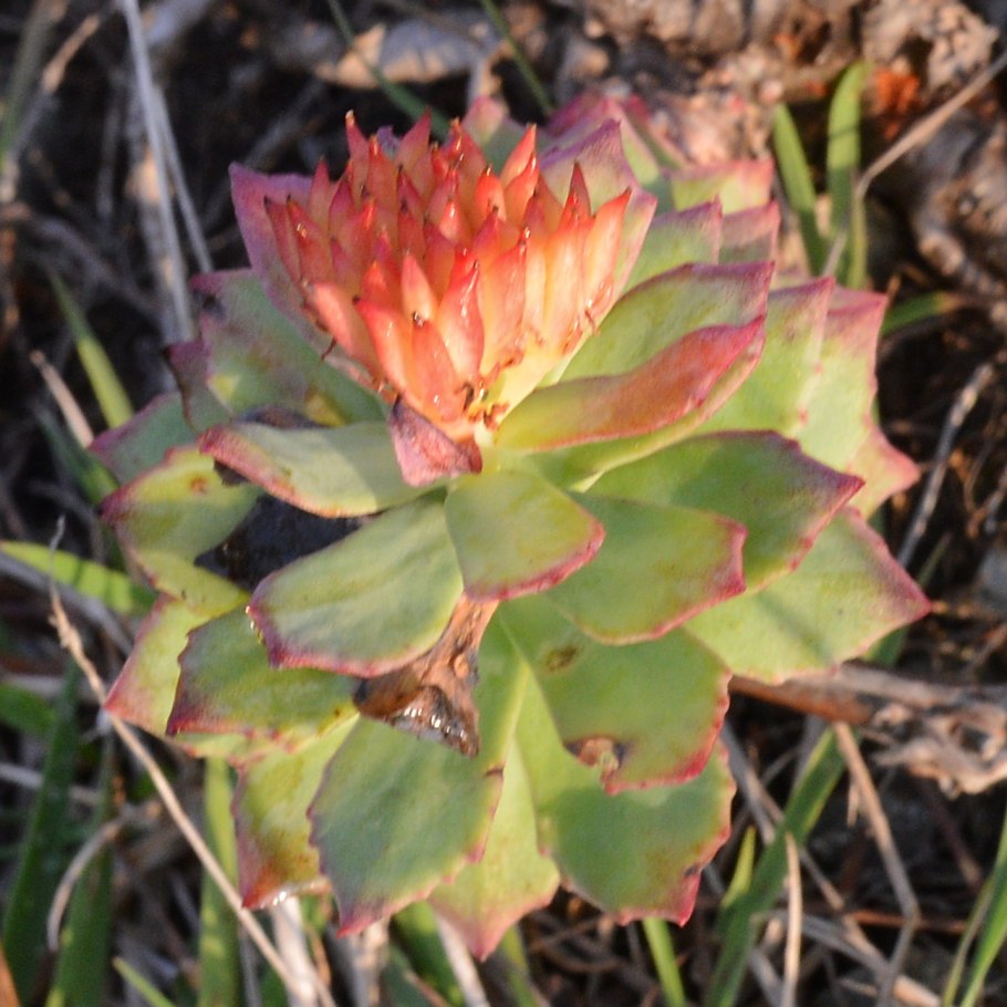Родиола четырехраздельная (красная щетка)