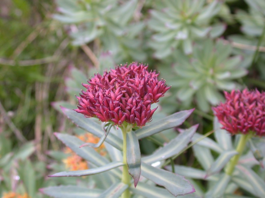 Родиола морозная красная щетка