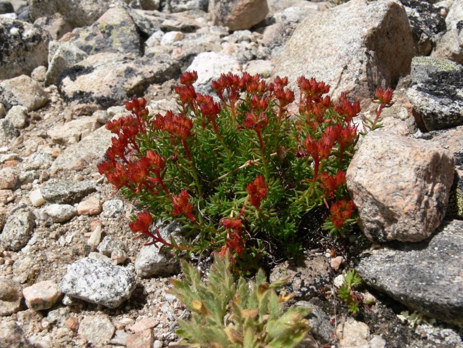 Родиола Кириллова