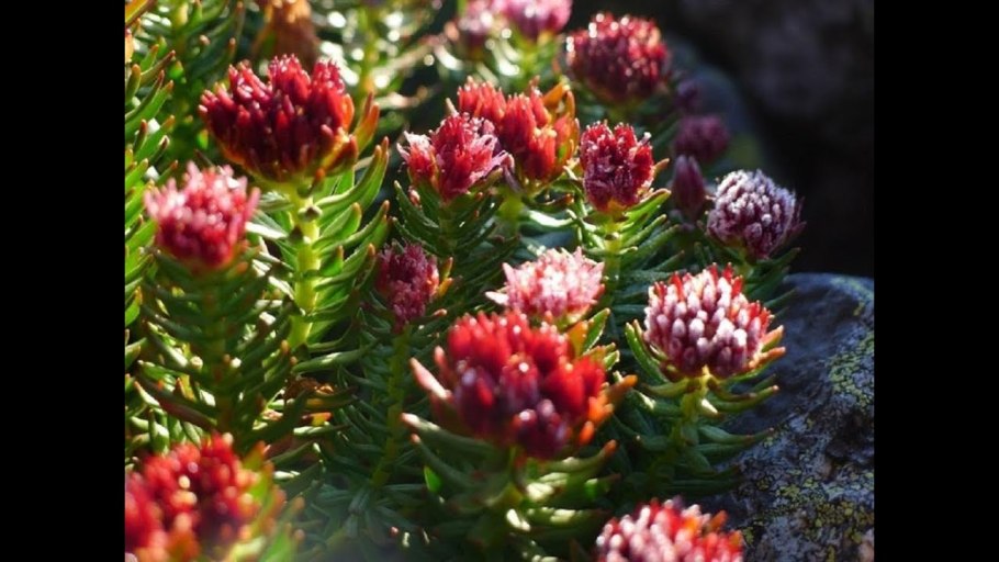 Родиола красная щетка