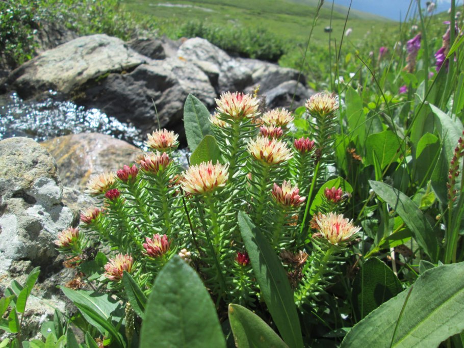 Родиола линейнолистная