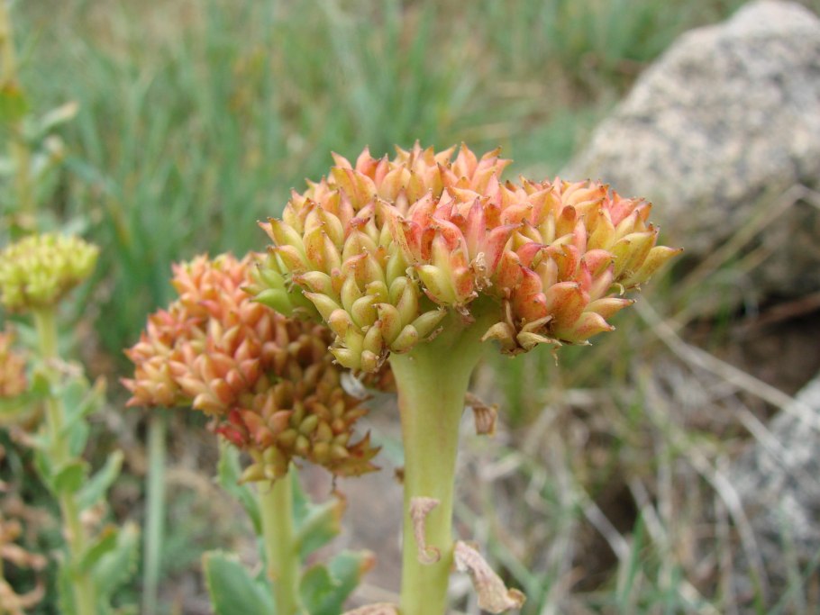 Родиола розовая Фармакогнозия