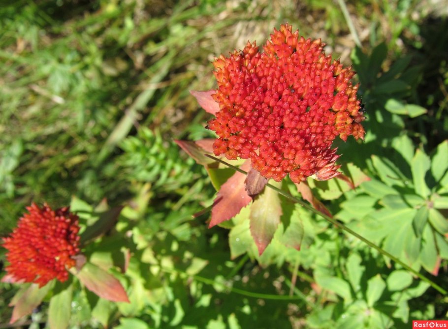 Родиола розовая