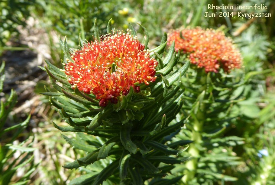 Родиола Литвинова