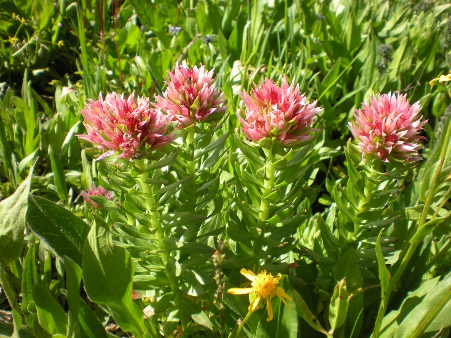 Красная щетка корневище