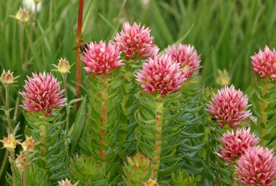 Родиола четырёхраздельная (красная щетка)