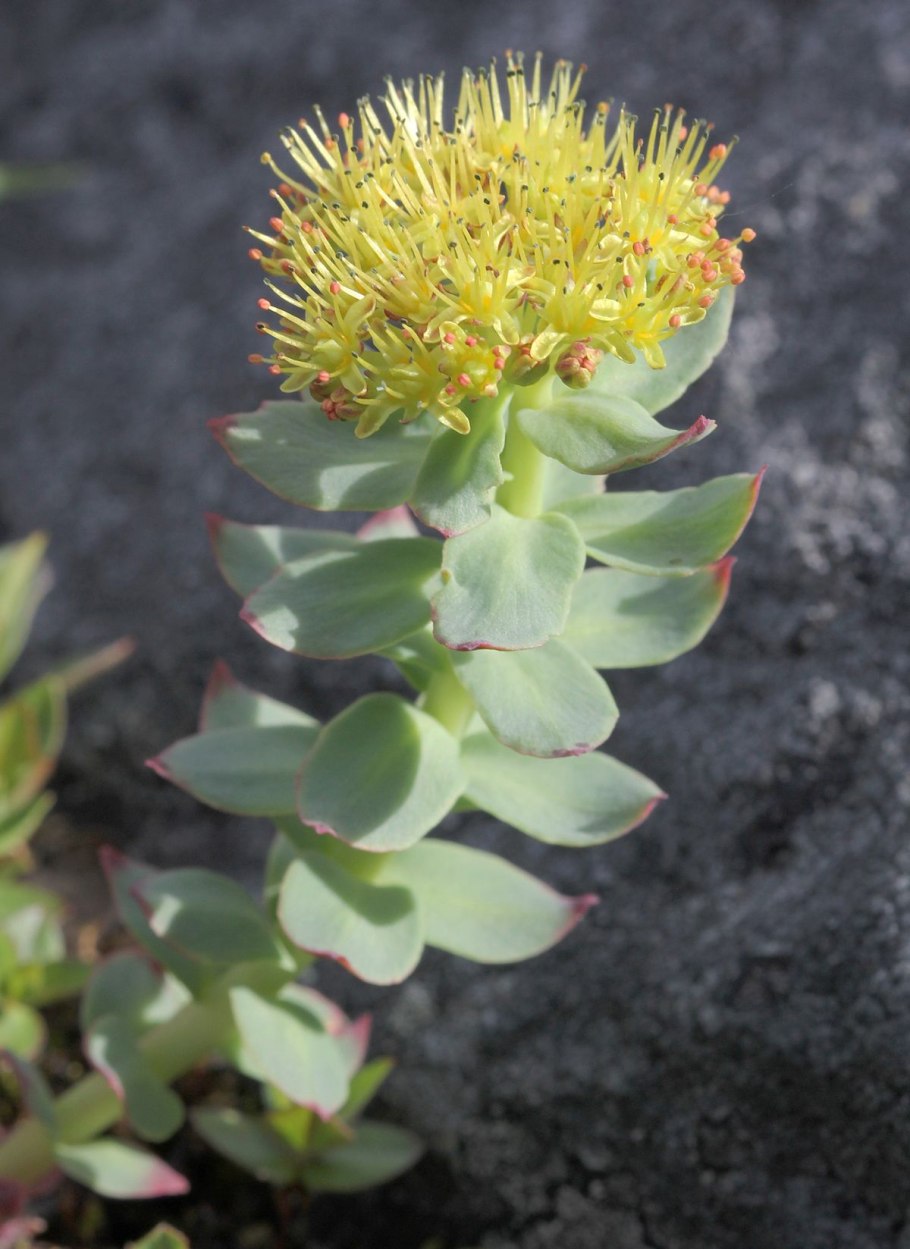 Родиола красная щетка