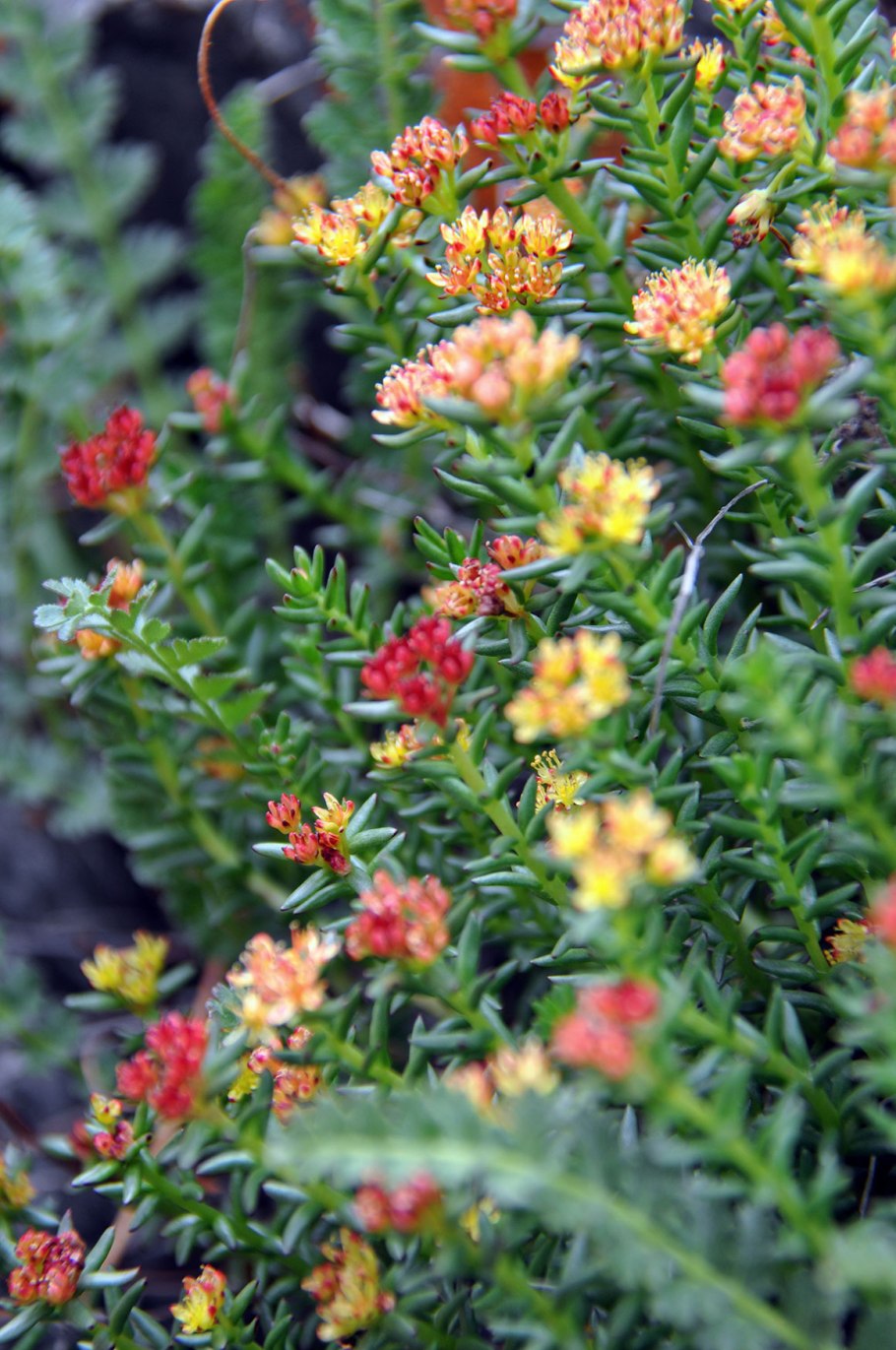 Родиола четырехраздельная