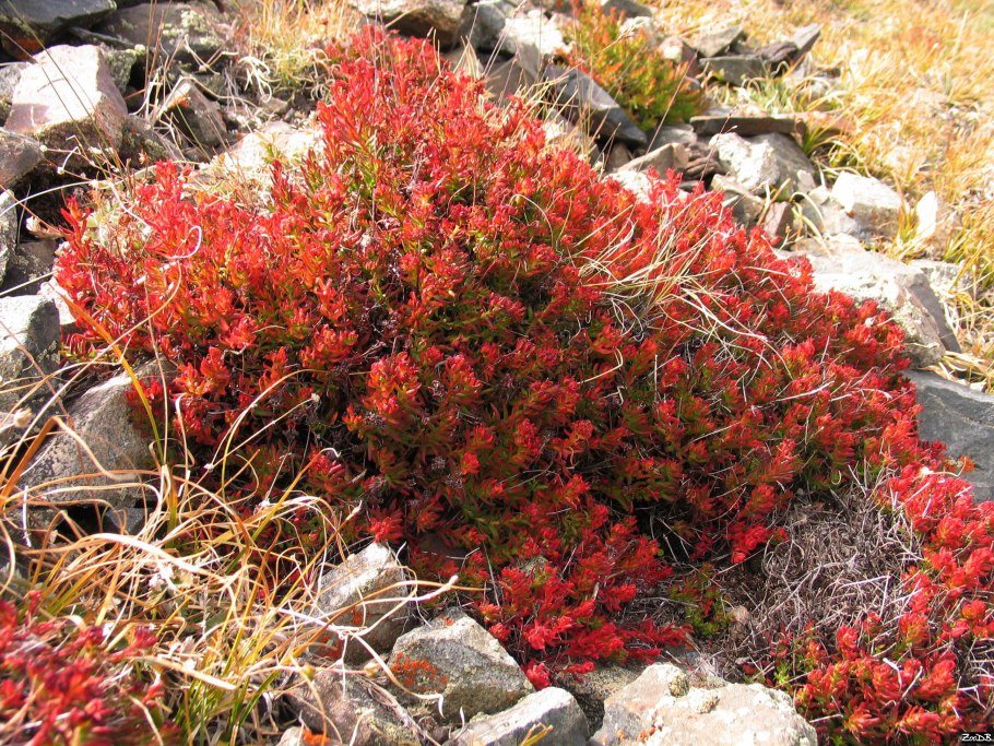 Родиола четырёхчленная красная
