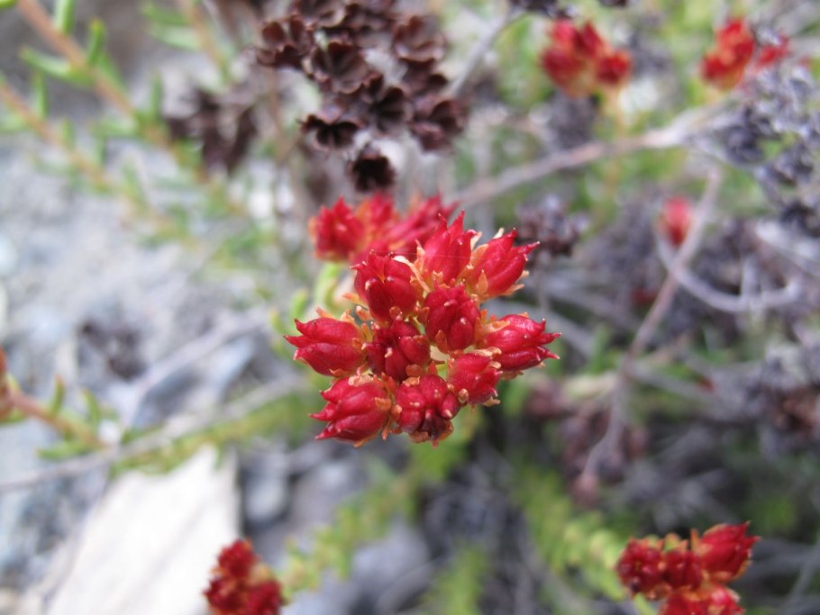 Родиола Торн