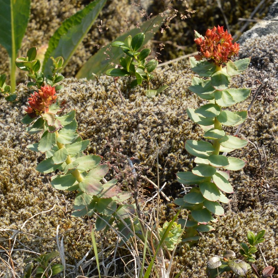 Родиола красная щетка