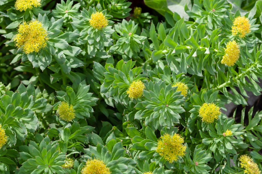 Золотой корень родиола розовая