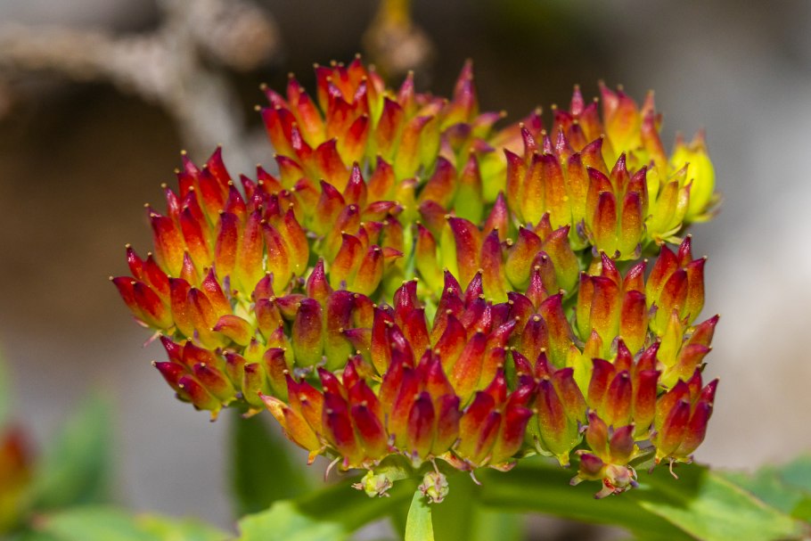 Родиола rhodantha