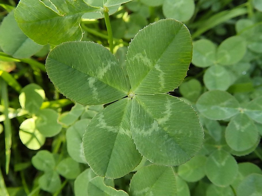 Клевер Луговой Trifolium praténse