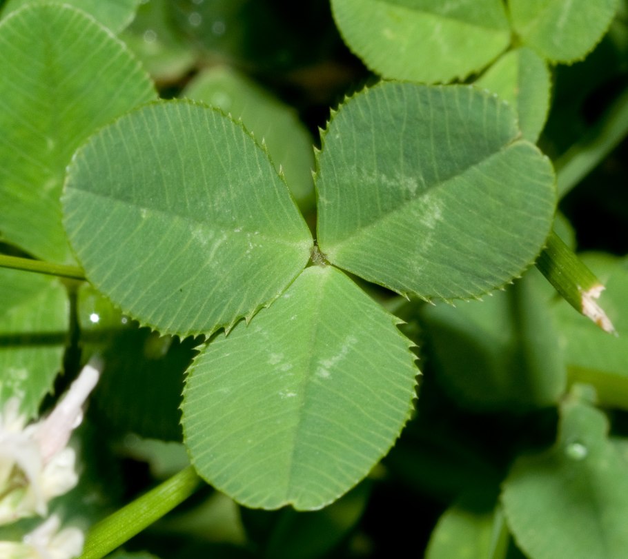 Клевер Луговой четырехлистный