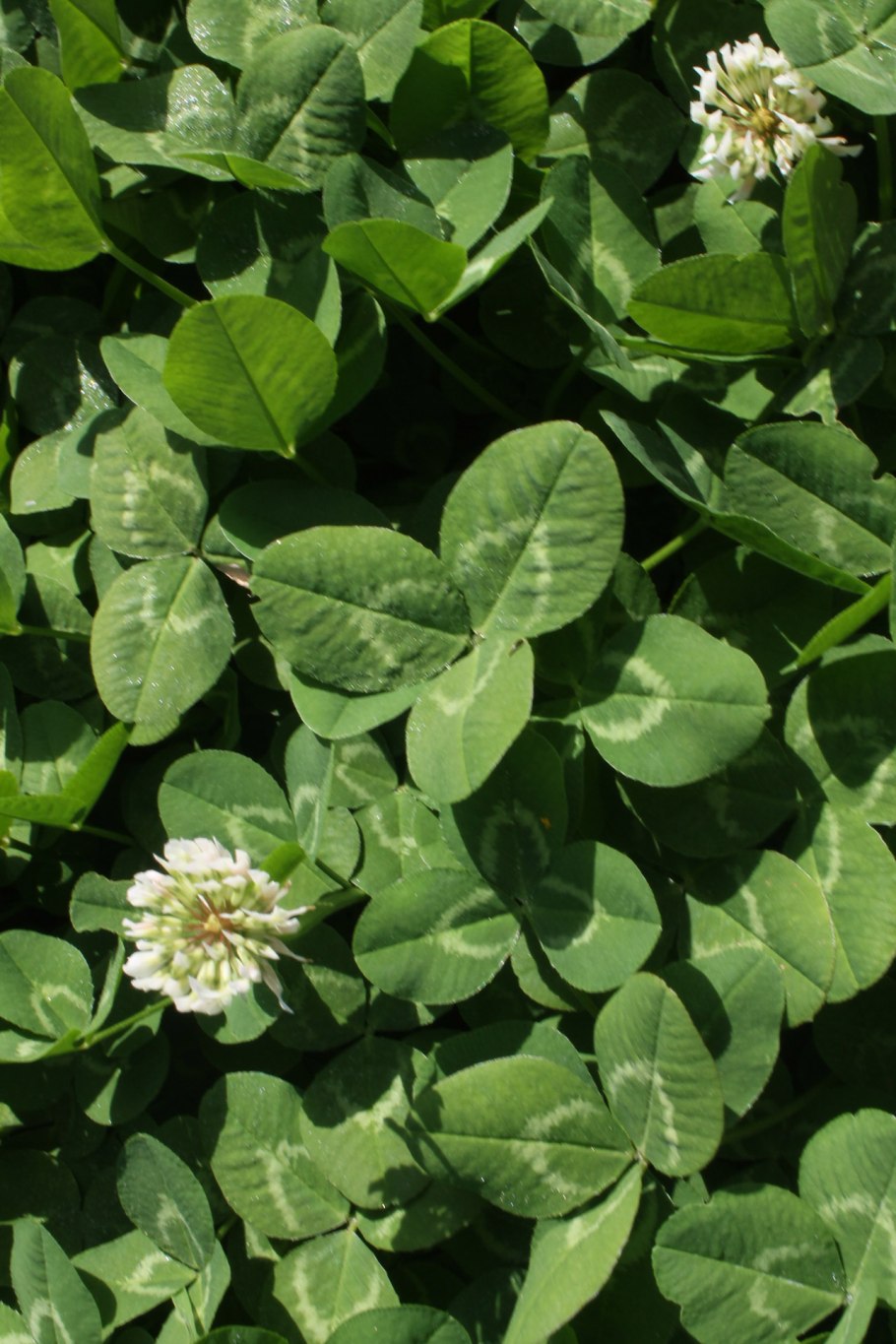 Клевер красный (Trifolium Rubens)