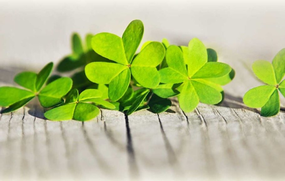 Белый четырехлистный Клевер